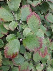Fothergilla ×intermedia