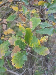 Quercus pubescens subpyrenaica