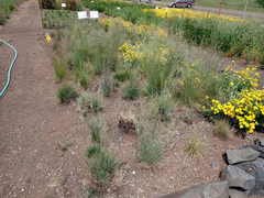 Festuca roemeri roemeri