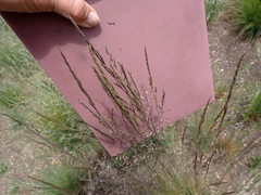 Festuca roemeri roemeri