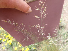 Festuca roemeri roemeri