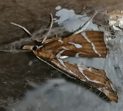 Panotima angularis