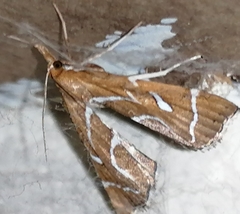 Panotima angularis