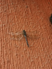 Rhionaeschna jalapensis