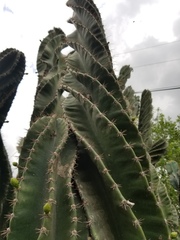 Cereus forbesii