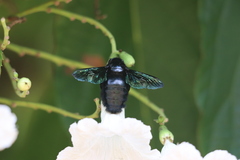 Xylocopa suspecta