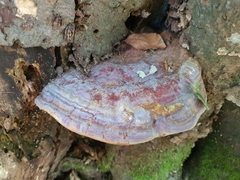 Ganoderma pfeifferi