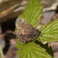 Callophrys lanoraieensis
