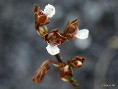 Eulophia micrantha