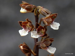 Eulophia micrantha