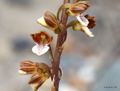 Eulophia micrantha