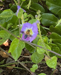 Megachile umbripennis