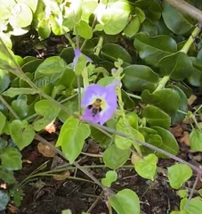 Megachile umbripennis