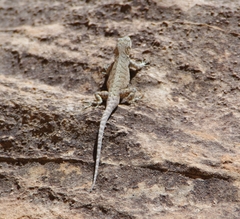 Urosaurus ornatus wrighti