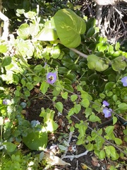 Megachile umbripennis