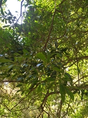 Chrysophyllum gonocarpum