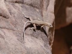 Urosaurus ornatus wrighti