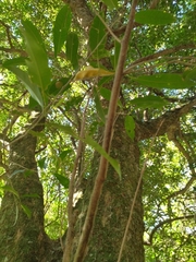 Chrysophyllum gonocarpum