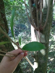 Chrysophyllum gonocarpum