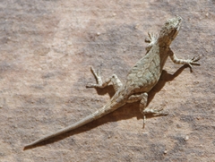 Urosaurus ornatus wrighti