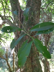 Chrysophyllum gonocarpum