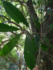 Chrysophyllum gonocarpum