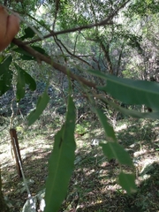 Chrysophyllum gonocarpum