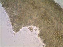 Entoloma olivaceomarginatum