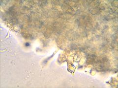 Entoloma olivaceomarginatum