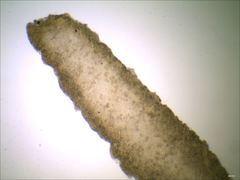 Entoloma olivaceomarginatum