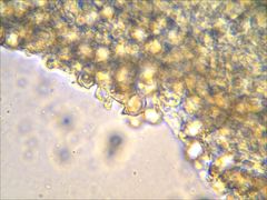 Entoloma olivaceomarginatum