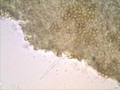 Entoloma olivaceomarginatum