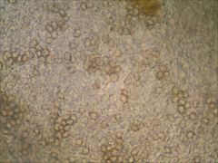 Entoloma olivaceomarginatum