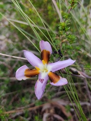 Aristea teretifolia