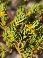 Thymelaea tinctoria nivalis