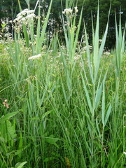 Trocdaris verticillatum