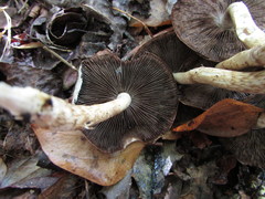 Psathyrella duchesnayensis