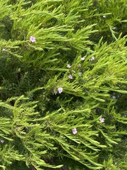 Coleonema pulchellum