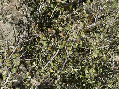 Ceanothus verrucosus