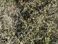 Ceanothus verrucosus