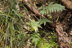 Pteris dentata