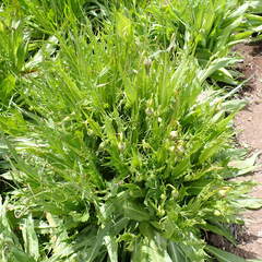 Microseris laciniata