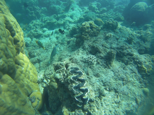 Tridacna noae