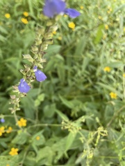 Salvia leptostachys