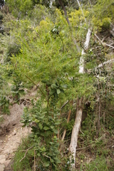 Hypericum canariense