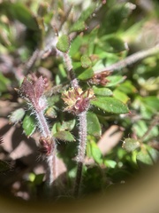 Xanthosia tasmanica