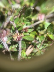Xanthosia tasmanica