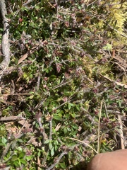 Xanthosia tasmanica