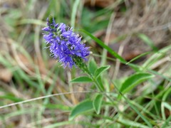 Veronica barrelieri