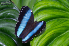 Morpho achilles